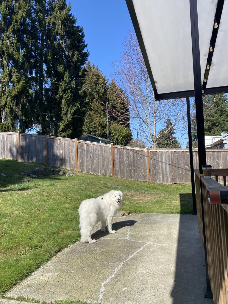 Haku, a Great Pyrenees tested with EmbarkVet.com