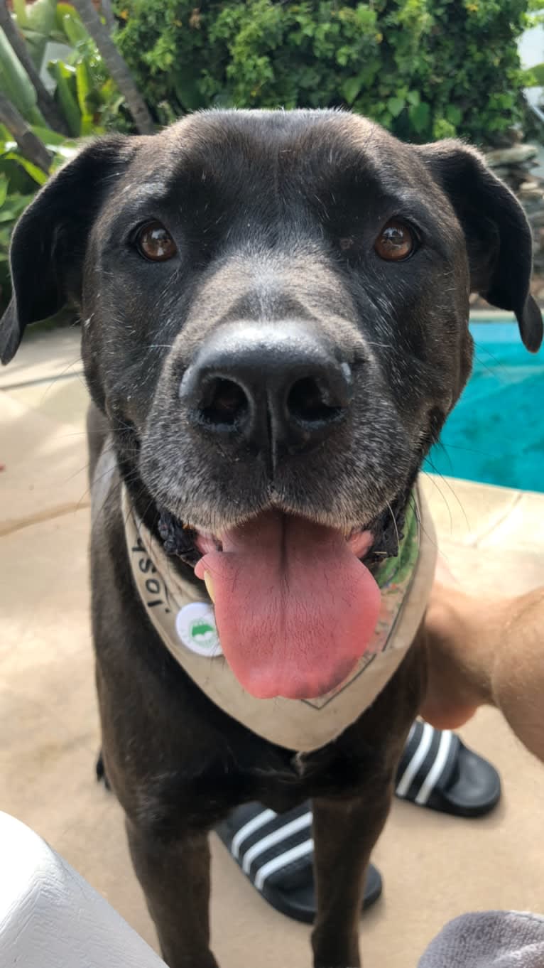 Mason, a Bulldog and American Bulldog mix tested with EmbarkVet.com