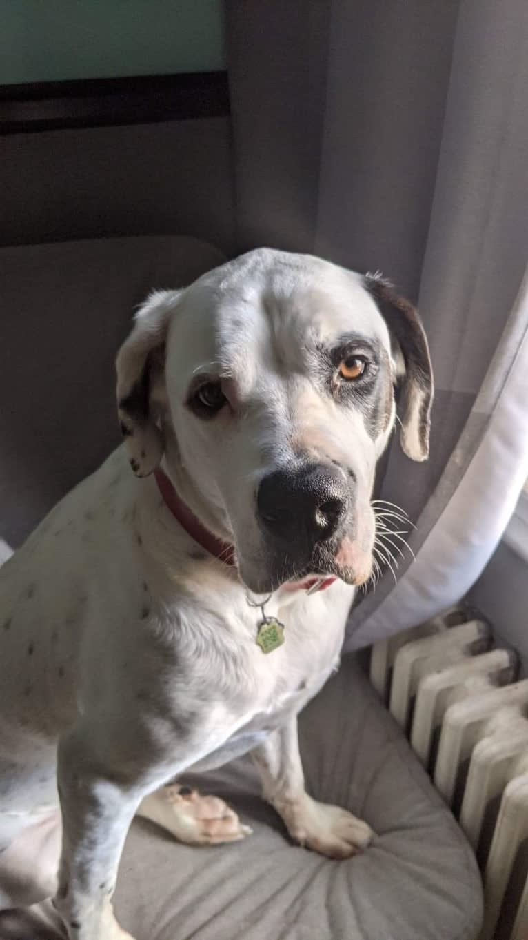 Charlie Boy, a Saint Bernard and American Pit Bull Terrier mix tested with EmbarkVet.com