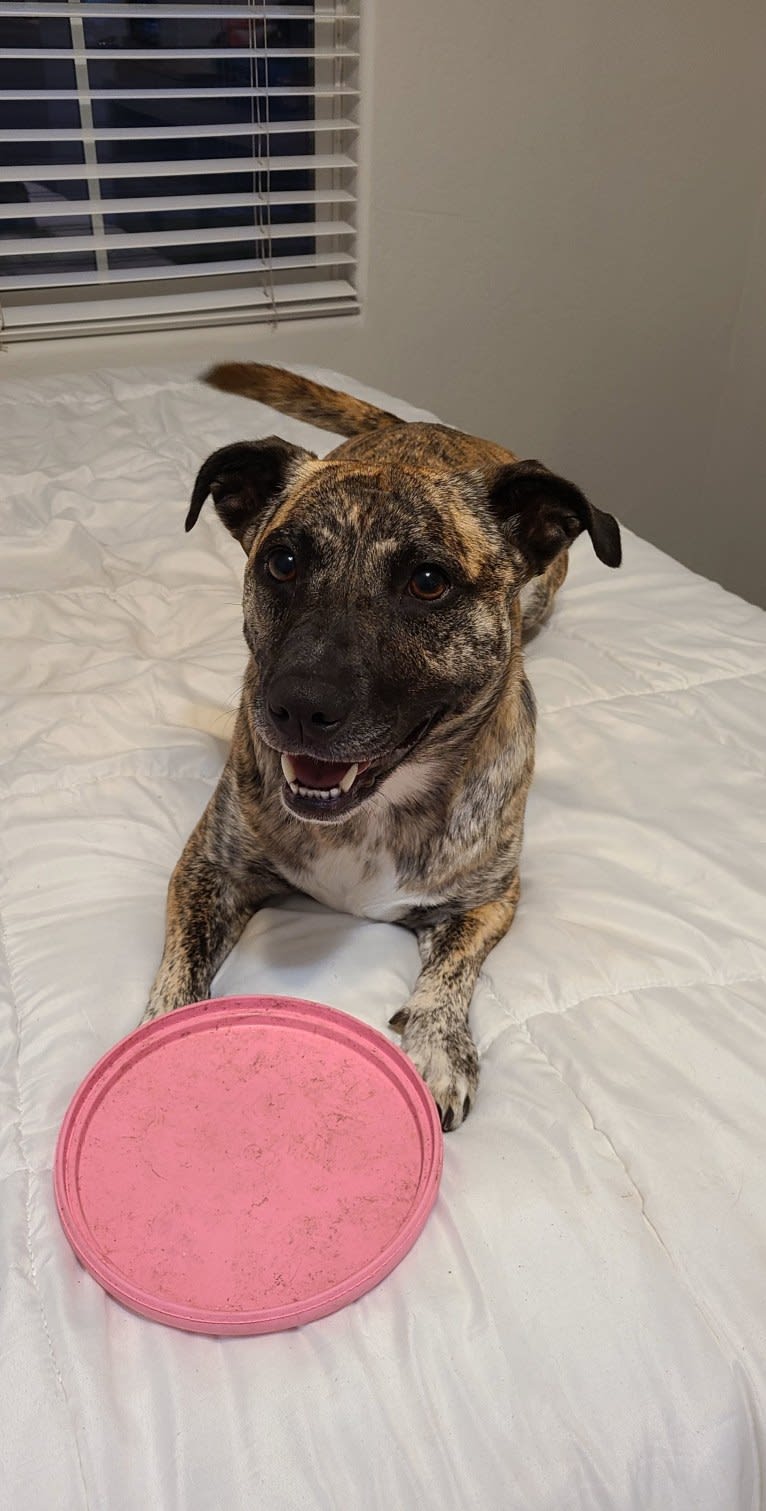 Daisy, an American Pit Bull Terrier and Australian Cattle Dog mix tested with EmbarkVet.com