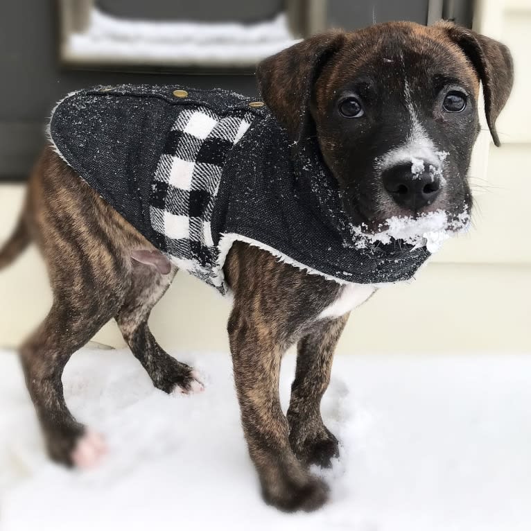 Dax, an American Pit Bull Terrier and Boxer mix tested with EmbarkVet.com