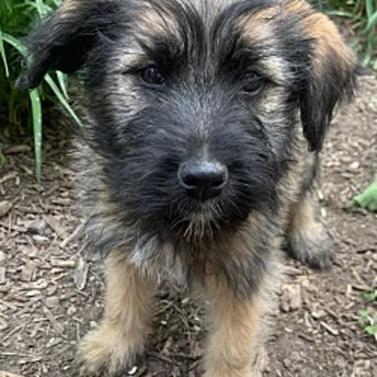 Pickles, a Norwegian Elkhound and Soft Coated Wheaten Terrier mix tested with EmbarkVet.com