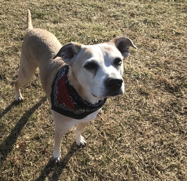 Roxie, a Boxer and Brittany mix tested with EmbarkVet.com