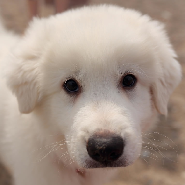 Mervin, a Great Pyrenees and Maremma Sheepdog mix tested with EmbarkVet.com