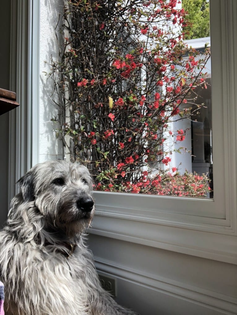 Winter, an Irish Wolfhound tested with EmbarkVet.com