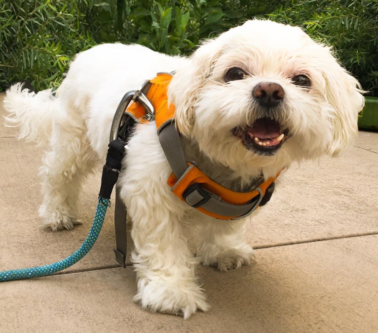 Buddy Jr., a Shih Tzu tested with EmbarkVet.com