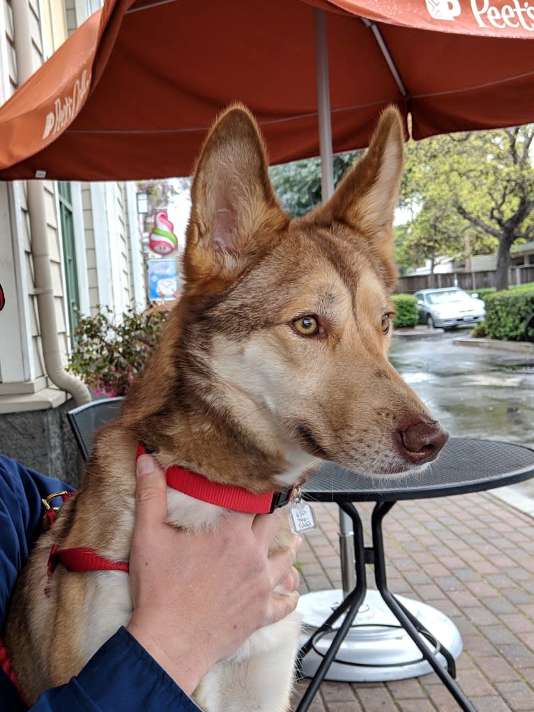 Reba, a Siberian Husky and German Shepherd Dog mix tested with EmbarkVet.com