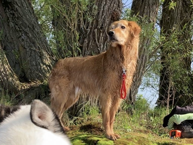 Timber “Gross Manor’s I’ll Be The One You Won’t Forget”, a Golden Retriever tested with EmbarkVet.com
