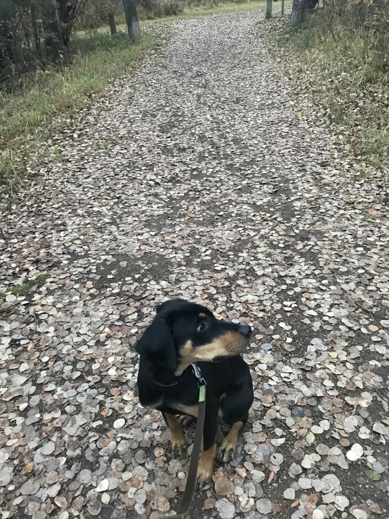 Olive, a Rottweiler and Boxer mix tested with EmbarkVet.com