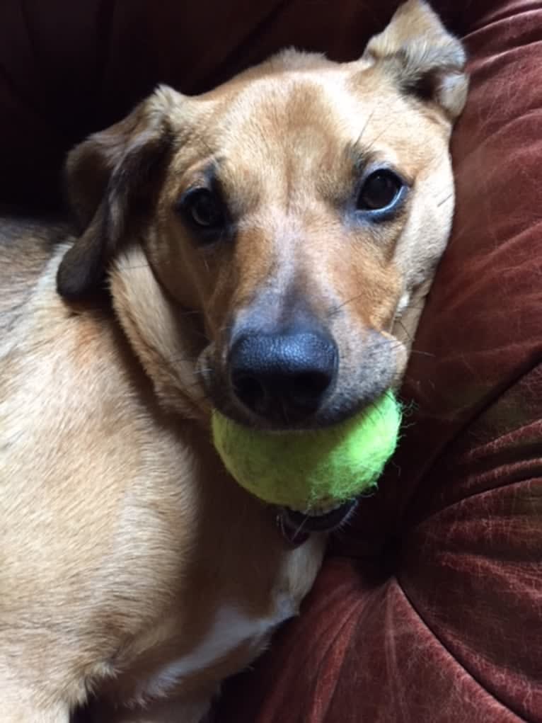 Stella, a Mountain Cur and Labrador Retriever mix tested with EmbarkVet.com