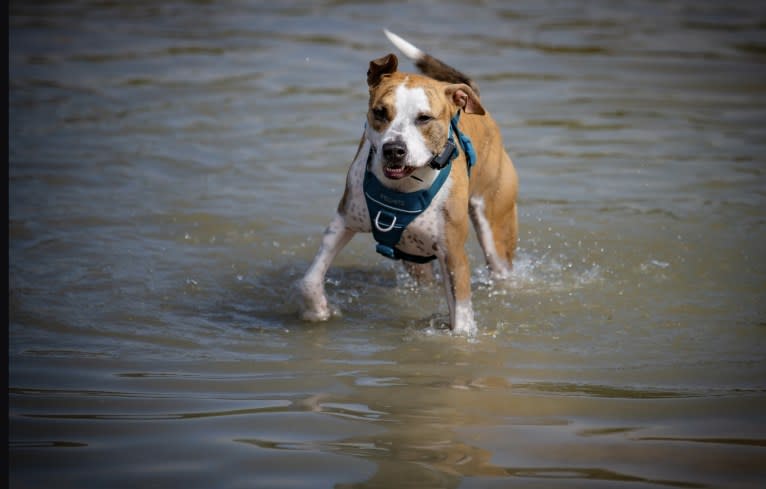 Lily, an American Pit Bull Terrier and American Bully mix tested with EmbarkVet.com