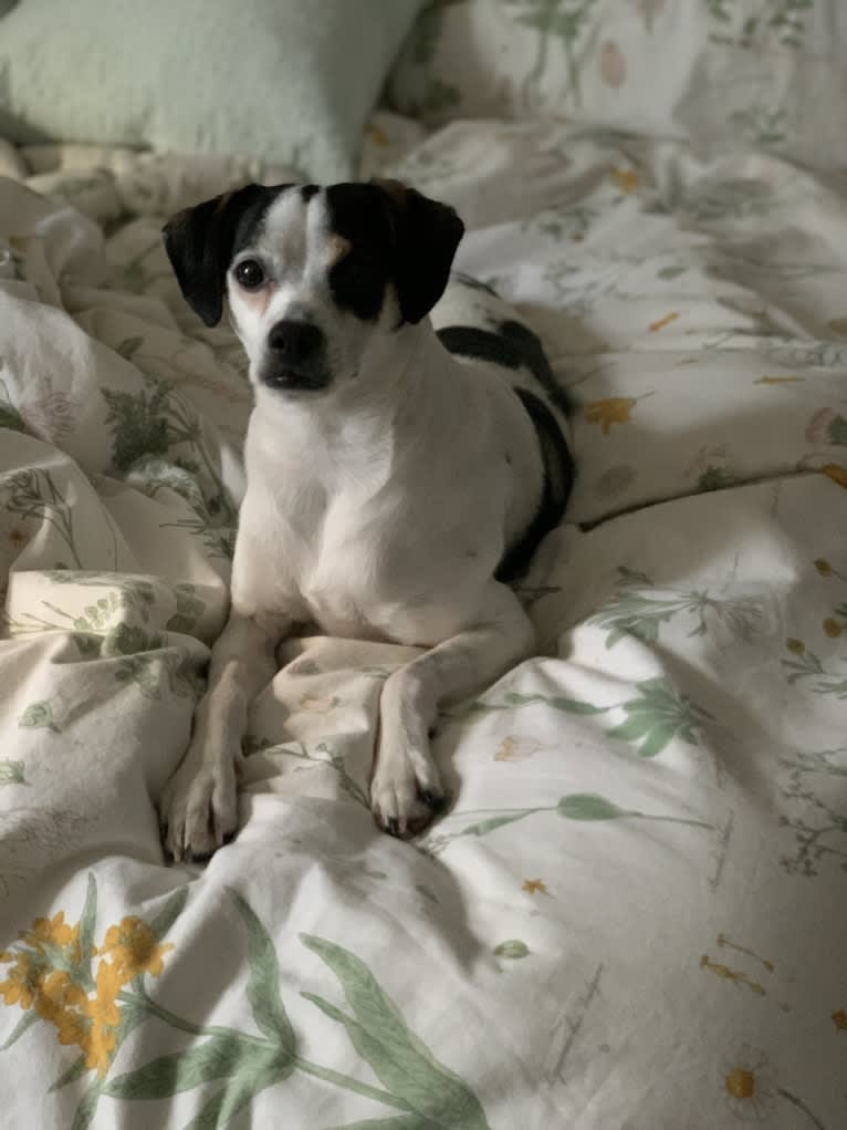 Santino, a German Shorthaired Pointer and Rat Terrier mix tested with EmbarkVet.com