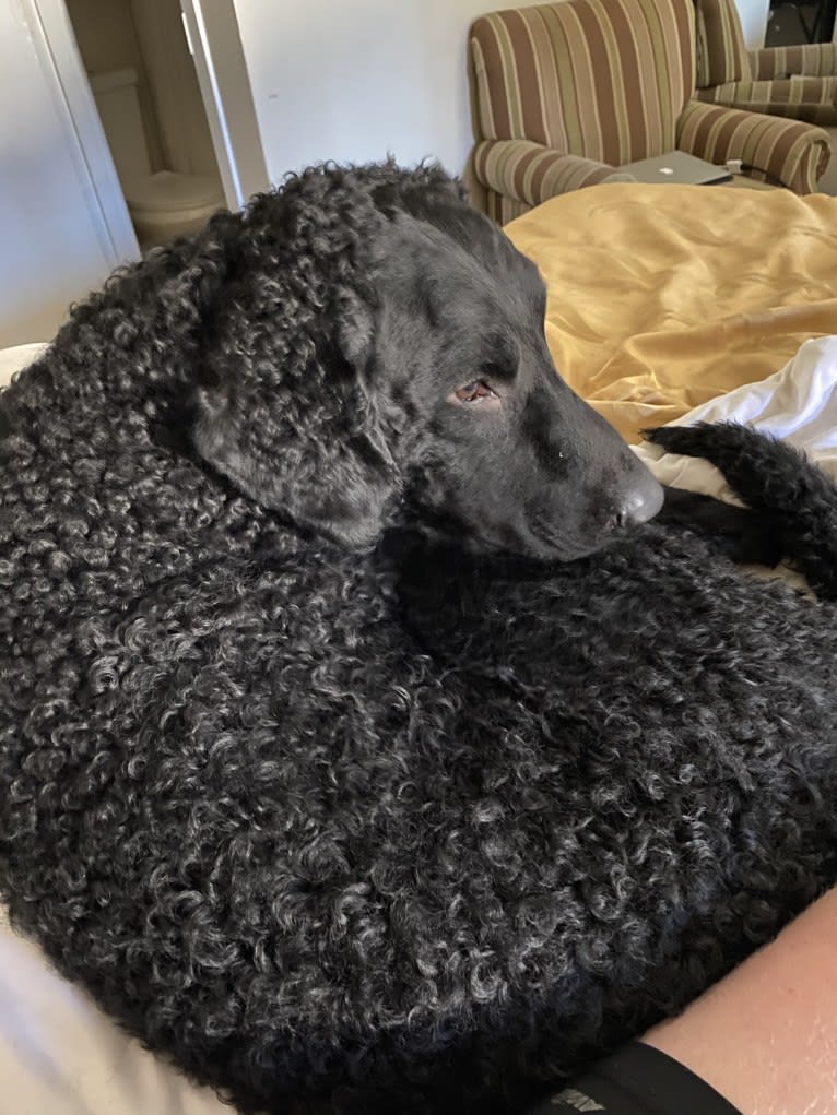 Hubble, a Curly-Coated Retriever tested with EmbarkVet.com