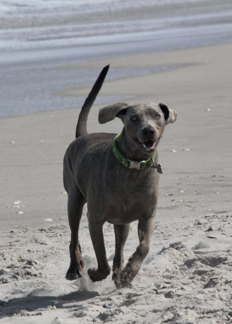 Major, a Catahoula Leopard Dog and Labrador Retriever mix tested with EmbarkVet.com