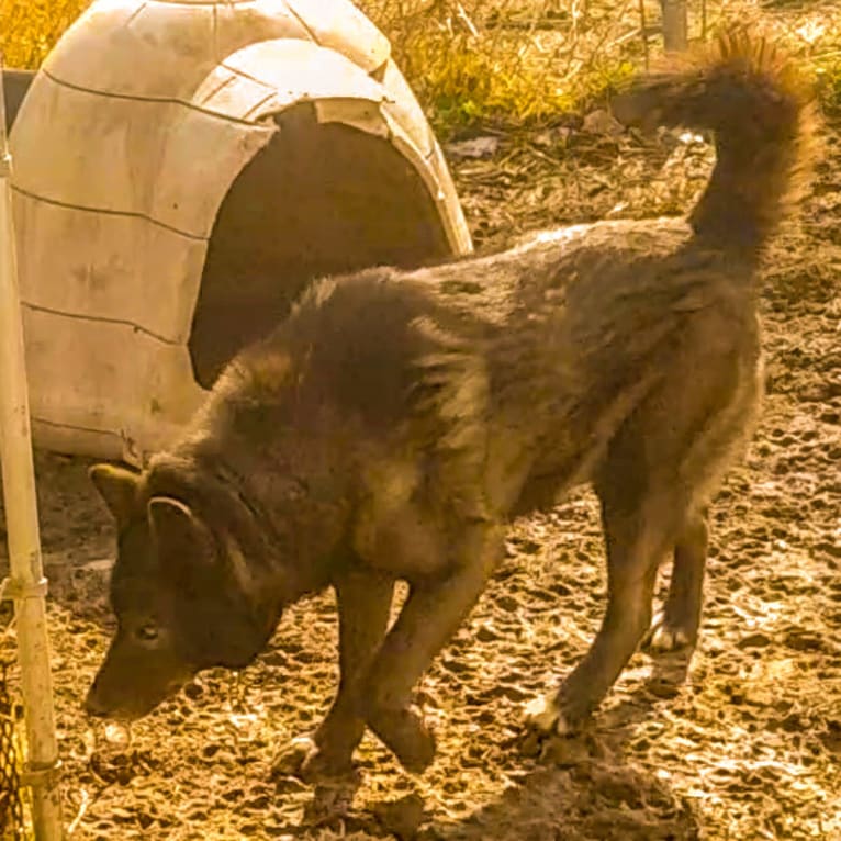 Soldier a dog tested with EmbarkVet.com
