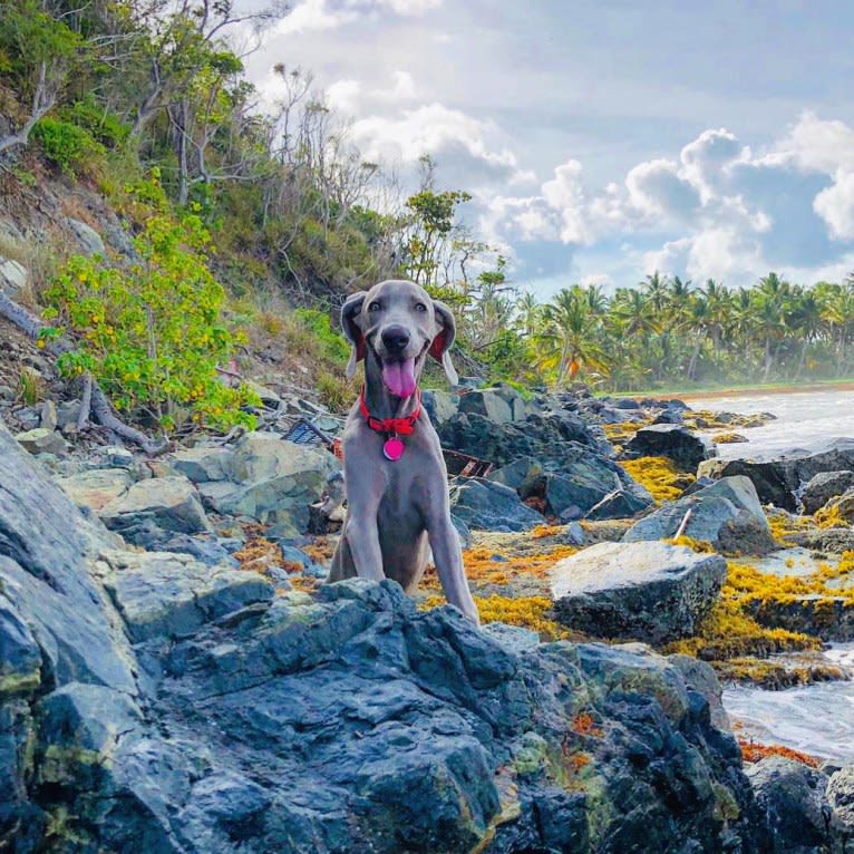 Arya the Weim, a Weimaraner tested with EmbarkVet.com