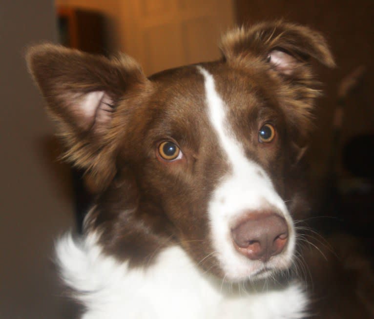 Christopher, an Australian Shepherd and Border Collie mix tested with EmbarkVet.com