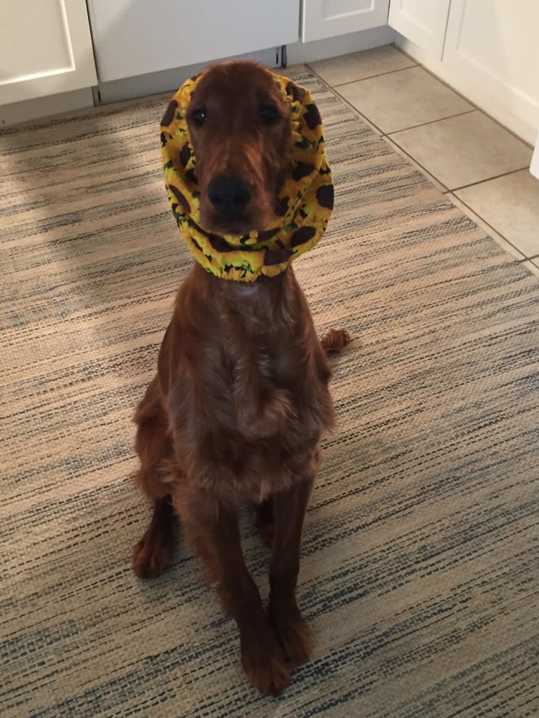 Meara, an Irish Setter tested with EmbarkVet.com