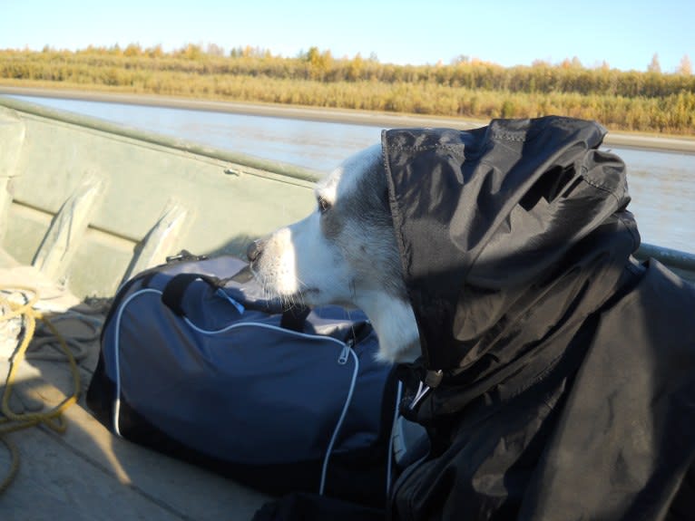 Buddy, an American Eskimo Dog and Norwegian Elkhound mix tested with EmbarkVet.com