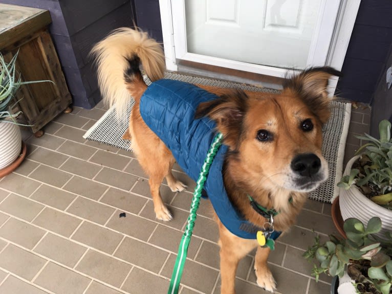 Einstein, a Great Pyrenees and American Pit Bull Terrier mix tested with EmbarkVet.com