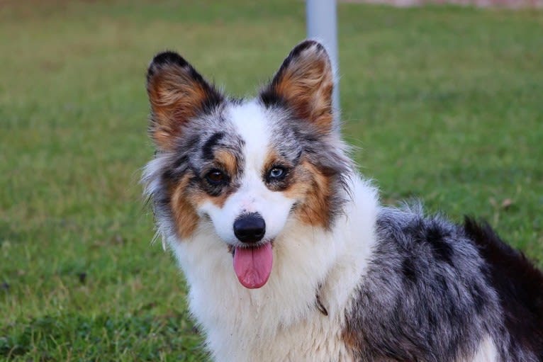 Lady Merle, a Cardigan Welsh Corgi and Pembroke Welsh Corgi mix tested with EmbarkVet.com