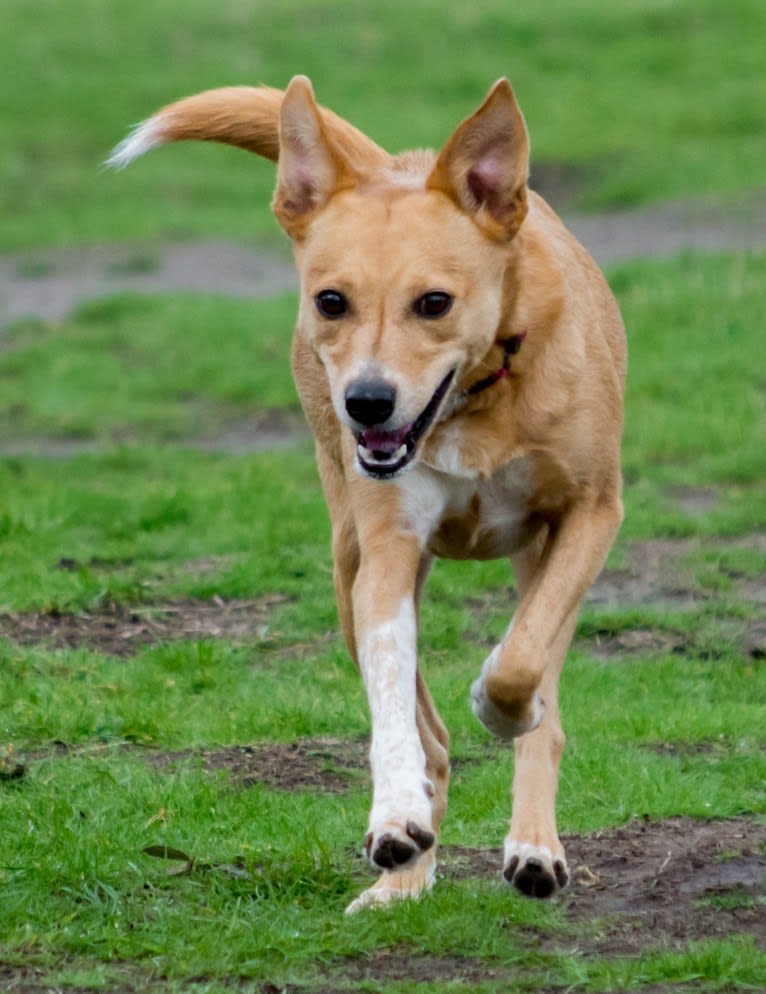 Zoe, an Australian Cattle Dog and Rat Terrier mix tested with EmbarkVet.com