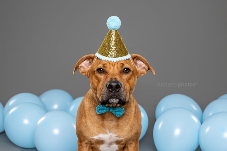 Ginger Ninja, a Staffordshire Bull Terrier and Boxer mix tested with EmbarkVet.com