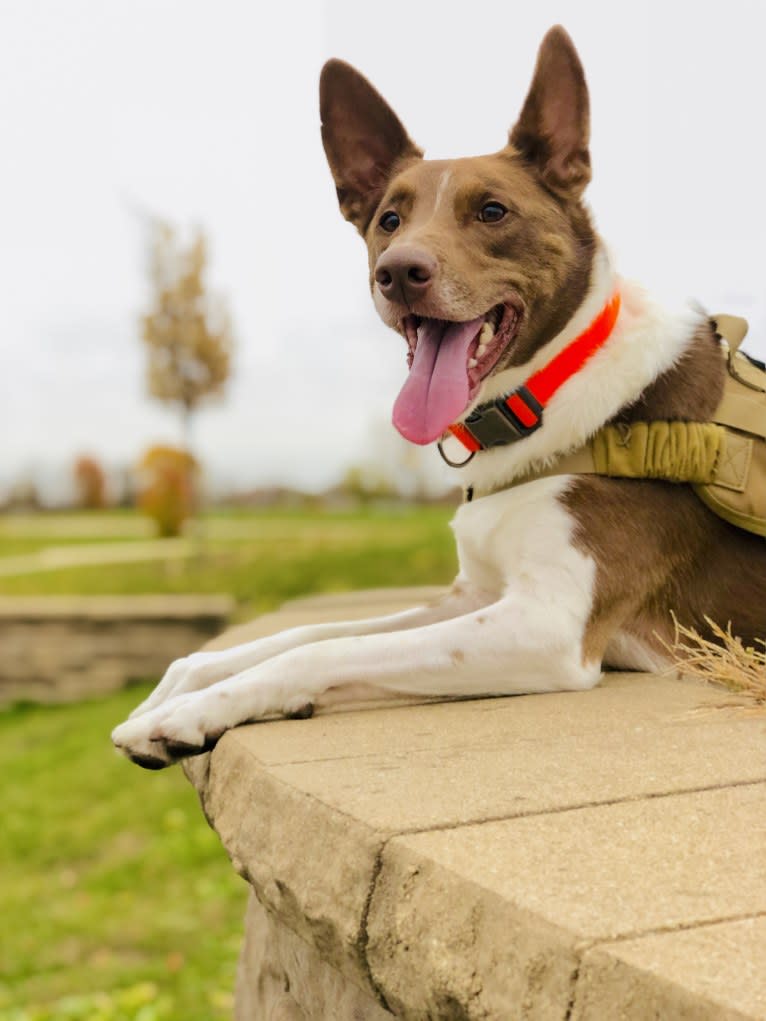 Gemini, a Border Collie and Australian Shepherd mix tested with EmbarkVet.com