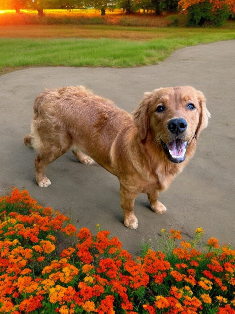 Opal, a Golden Retriever tested with EmbarkVet.com