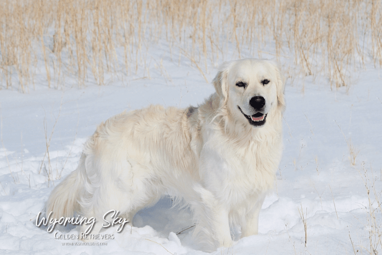 Trigger, a Golden Retriever tested with EmbarkVet.com