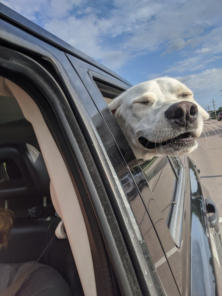 Jack Frost, a Great Pyrenees and Labrador Retriever mix tested with EmbarkVet.com