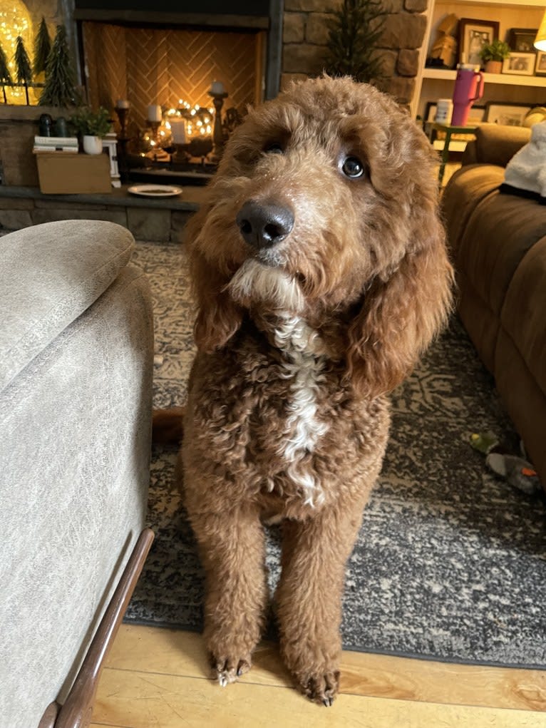 Figgy, a Goldendoodle tested with EmbarkVet.com