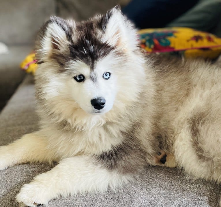 Toby, a Pomsky tested with EmbarkVet.com