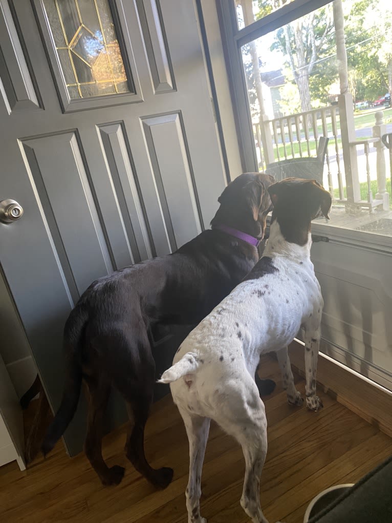 Holly, a German Shorthaired Pointer tested with EmbarkVet.com