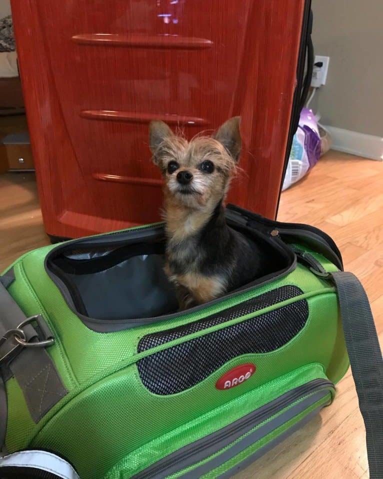 Lucy, a Yorkshire Terrier and Miniature Pinscher mix tested with EmbarkVet.com