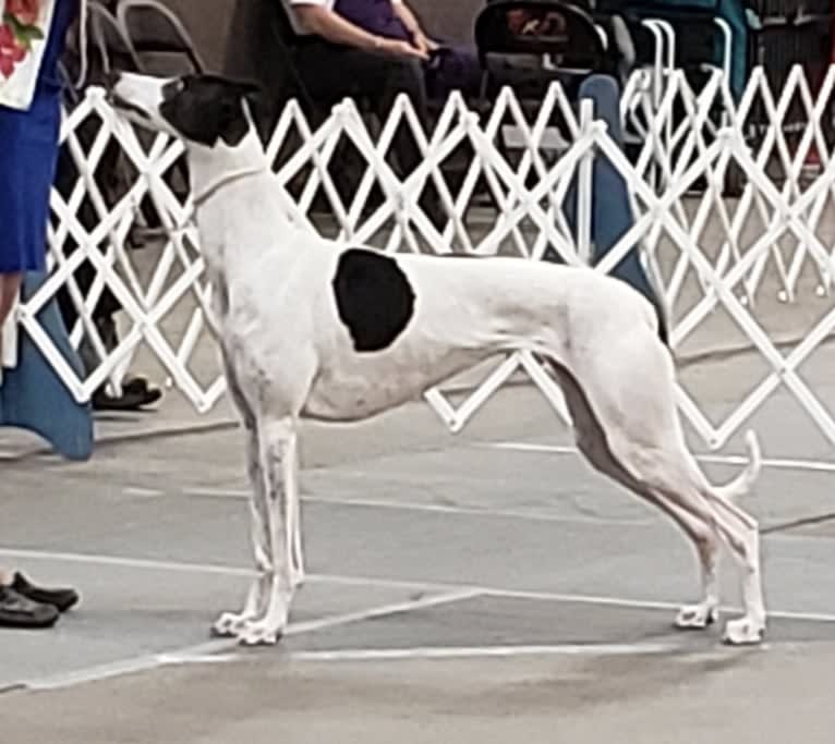 Caddy, a Greyhound tested with EmbarkVet.com