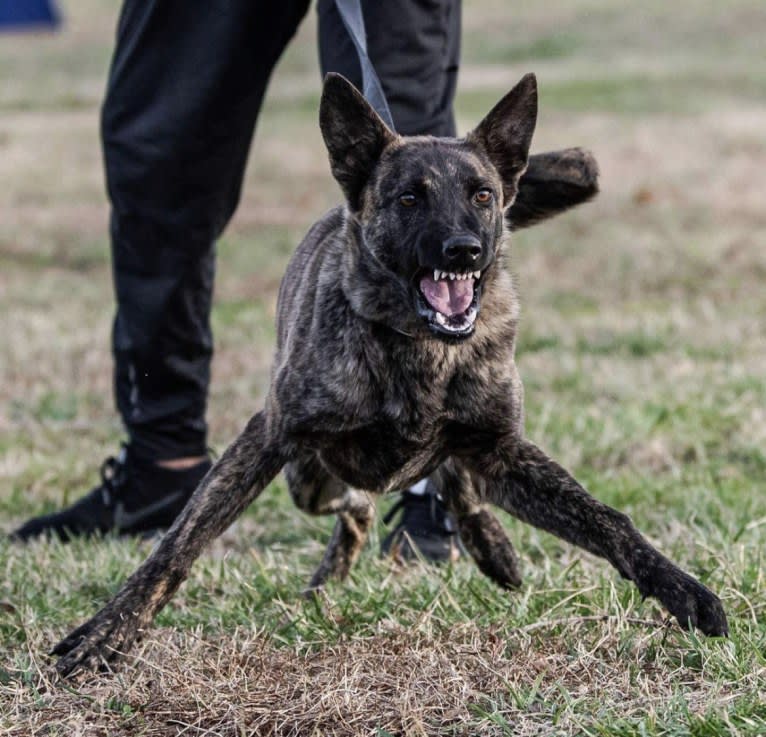 Jinx Van Patriot, a Dutch Shepherd and German Shepherd Dog mix tested with EmbarkVet.com