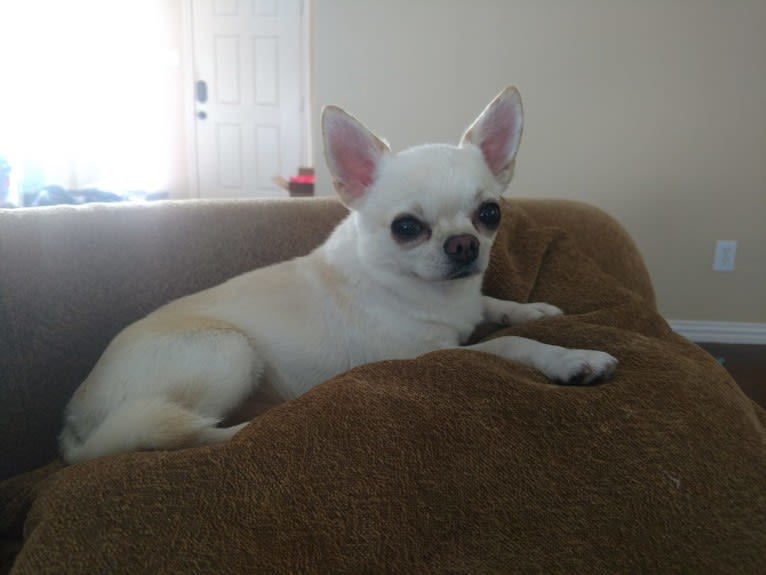 Eyota, a Chihuahua tested with EmbarkVet.com