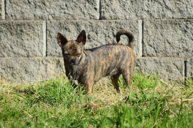 Juliyana, a Chihuahua tested with EmbarkVet.com
