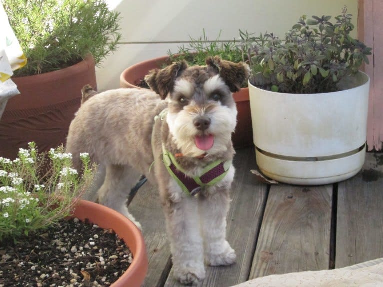 Bayley, a Miniature Schnauzer and Pomeranian mix tested with EmbarkVet.com