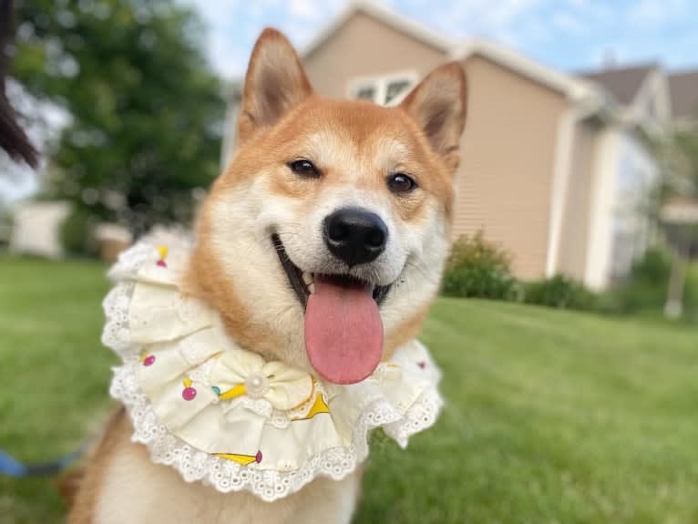 Oka, a Shiba Inu tested with EmbarkVet.com