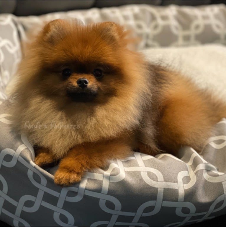 Ringo, a Pomeranian tested with EmbarkVet.com