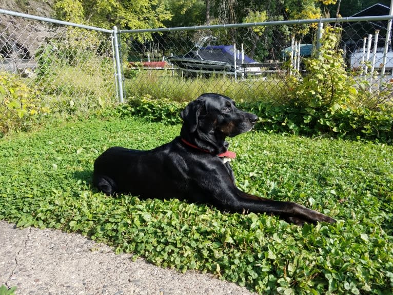 Buddy, a Rottweiler and Labrador Retriever mix tested with EmbarkVet.com