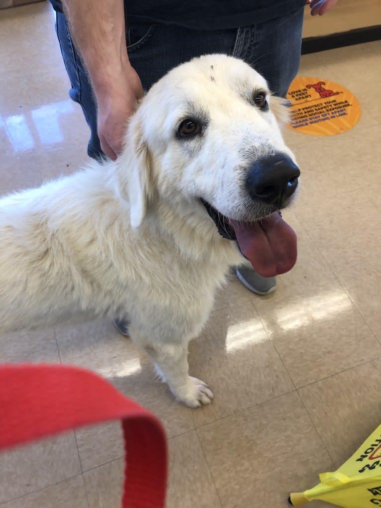 Looney “Chik’in Mini Bandit” Bear, a Great Pyrenees tested with EmbarkVet.com