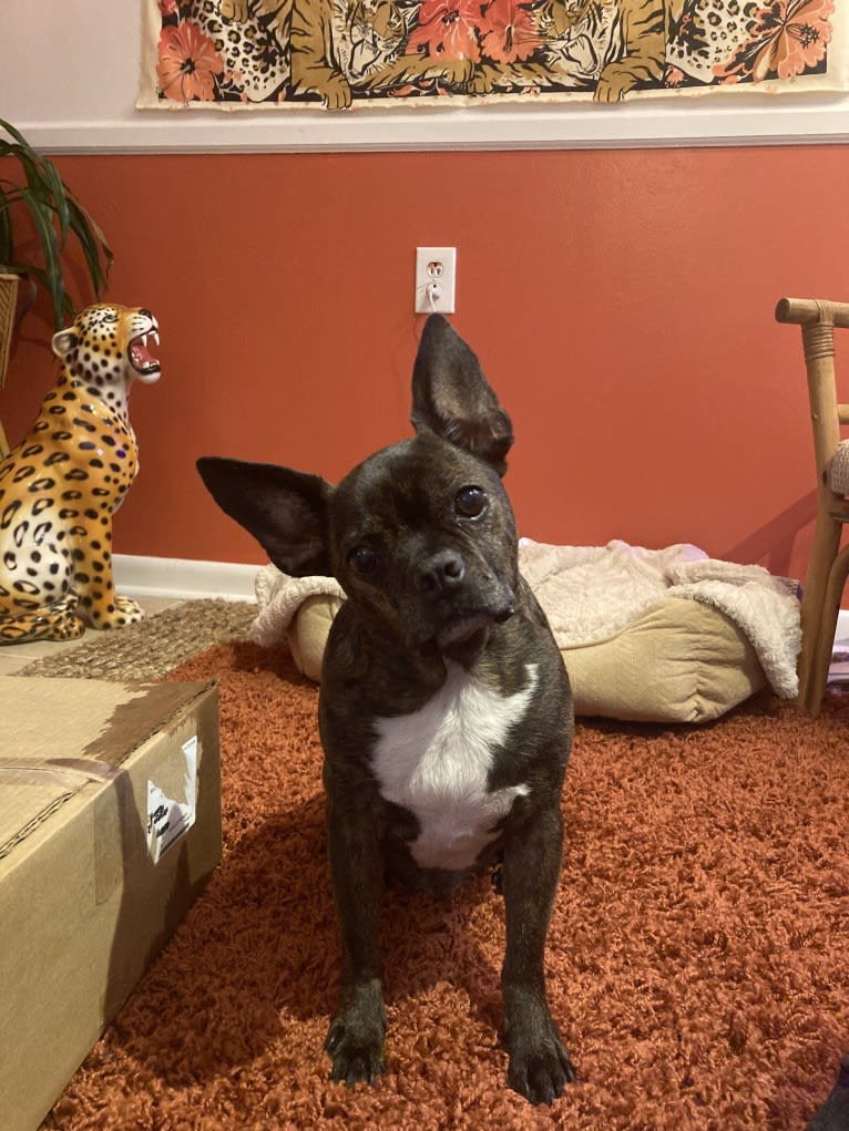 Marvin, a Boston Terrier and Dachshund mix tested with EmbarkVet.com