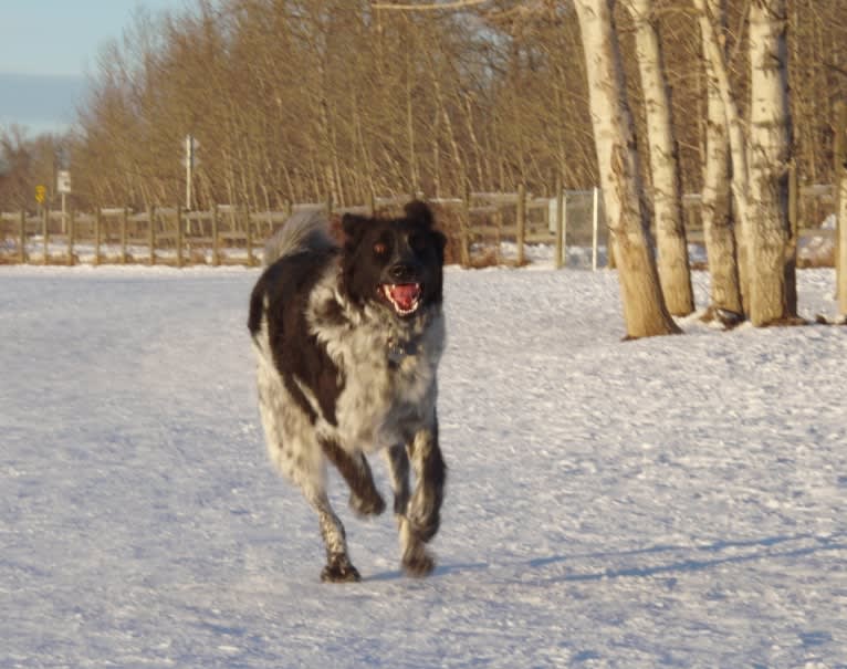 Hermes, an Australian Cattle Dog and Maremma Sheepdog mix tested with EmbarkVet.com