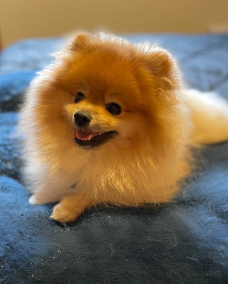 Bobo, a Pomeranian tested with EmbarkVet.com