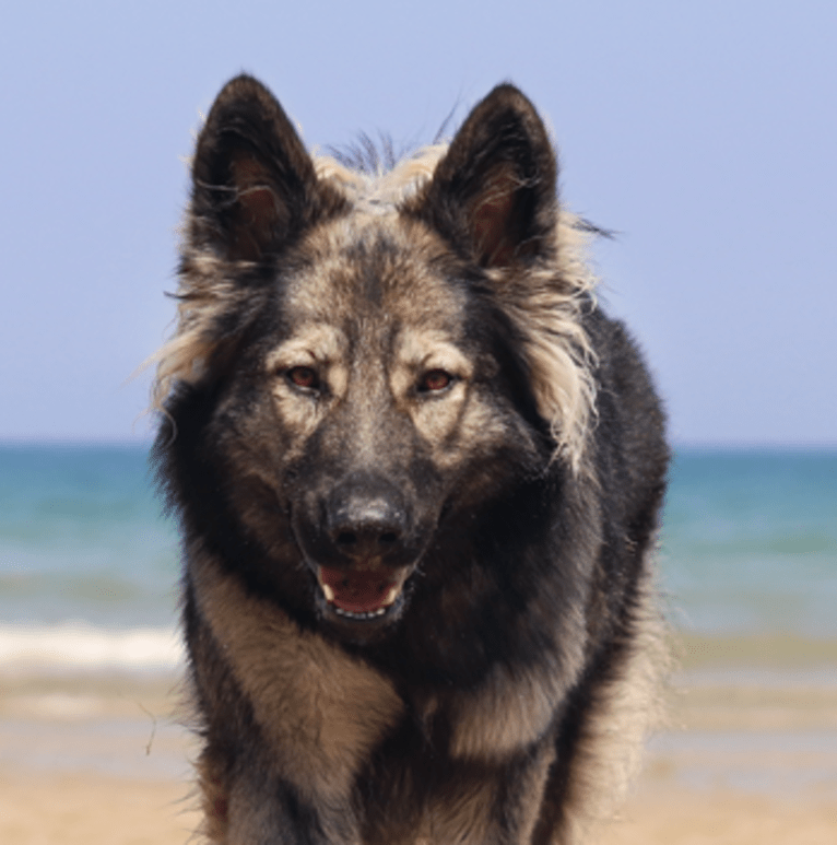C'haërys, a German Shepherd Dog tested with EmbarkVet.com