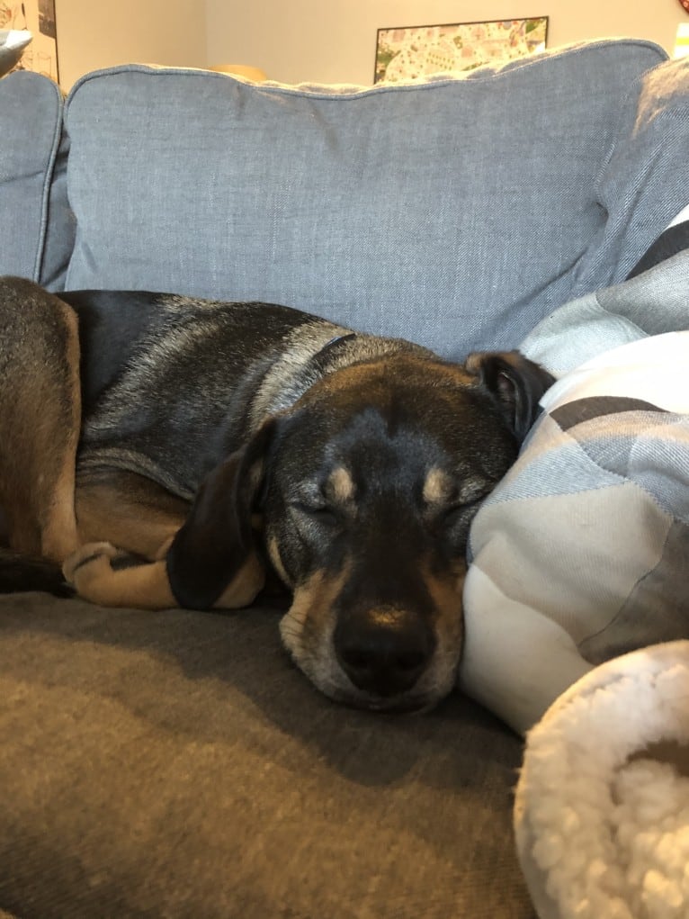 Buddy Lopez-Hahn, a Treeing Walker Coonhound and Redbone Coonhound mix tested with EmbarkVet.com