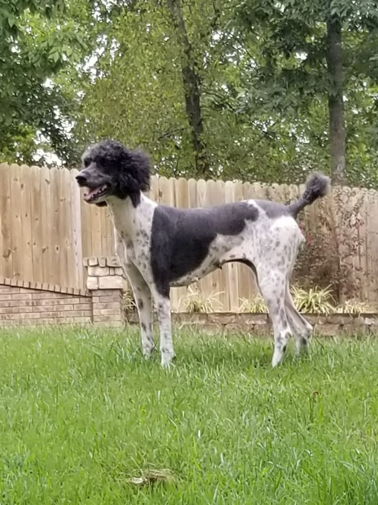 Chyna, a Poodle (Standard) tested with EmbarkVet.com